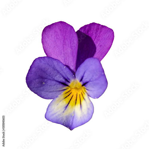 Viola tricolor, also known as Johnny Jump up, heartsease, heart's ease, heart's delight, tickle-my-fancy, Jack-jump-up-and-kiss-me, come-and-cuddle-me, three faces in a hood, or love-in-idleness