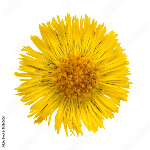 yellow coltsfoot (tussilago farfara) flower top view isolated