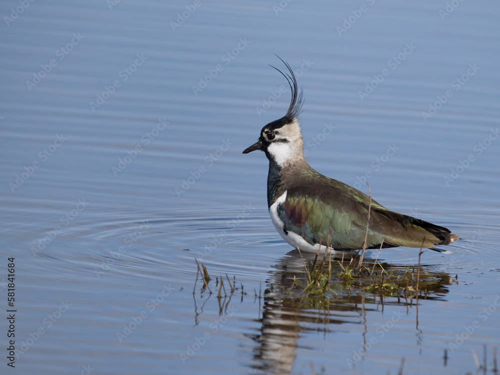Obraz premium Northern lapwing, Vanellus vanellus