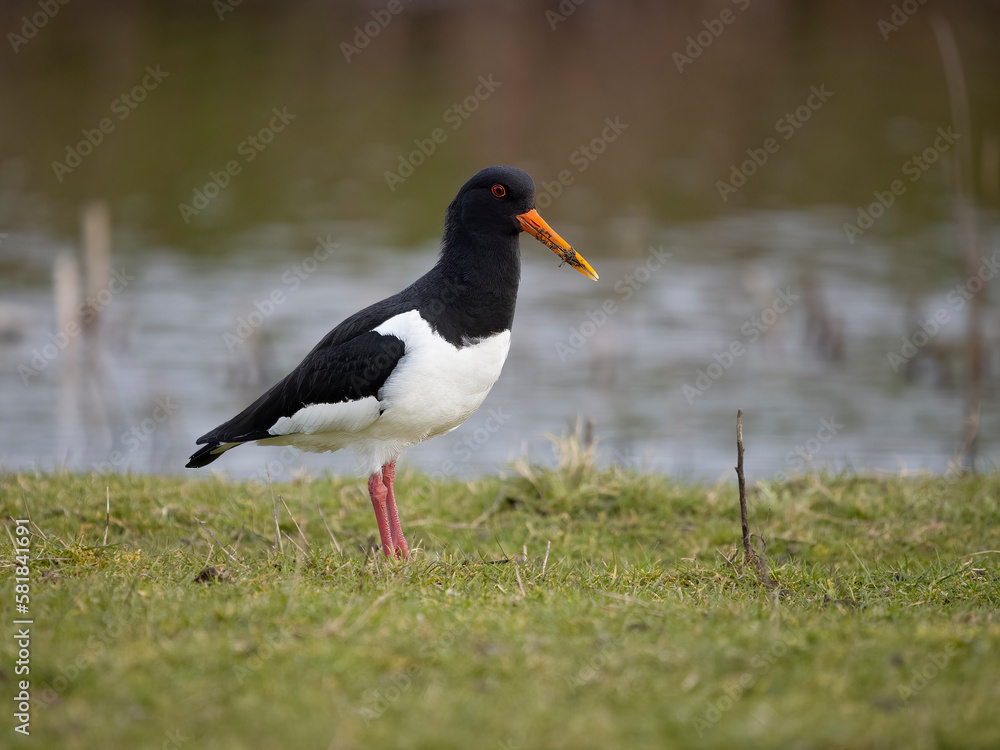 Oystercatcher, Haematopus ostralegus Oystercatcher, Haematopus ostralegus