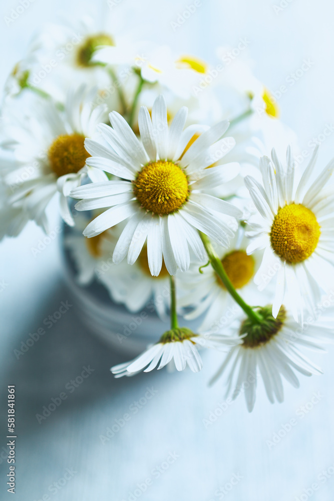 Obraz premium Daisy Flowers in a ceramic vase. Close-up