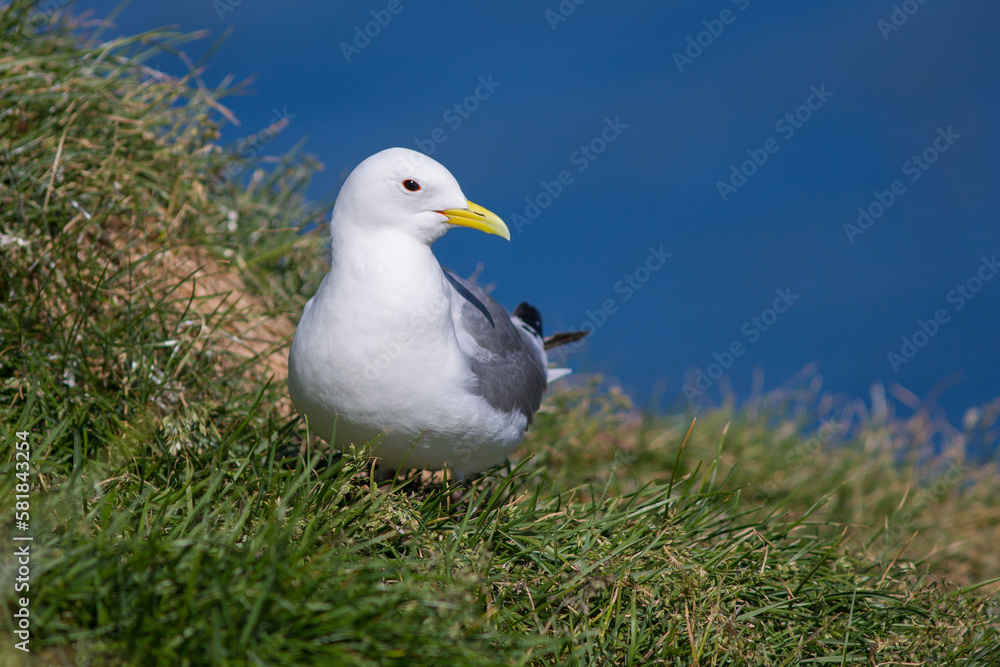 Seagull close up view