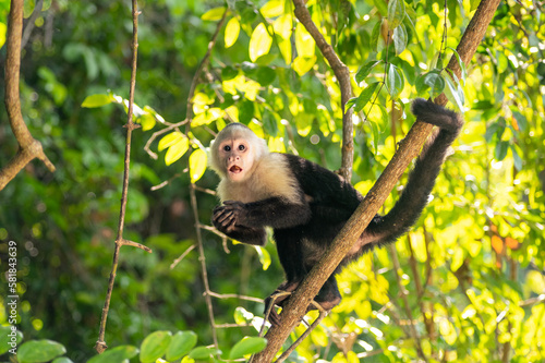 Photography Funny photo of capuchin monkey hanging from a branch in a tree held with its tai