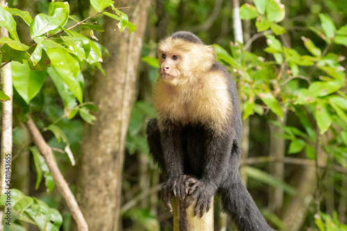 Capuchin monkey sitting on a log looking to its right into negative space with a background of green trees in a Costa Rican national park in a close up horizontal photo