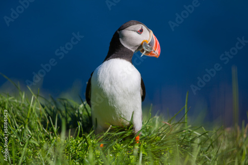 Puffin (fratercula) is the most beautiful bird in Iceland. Close up view. Wildlife photography in Iceland in natural enviroment during nice sunny day © Dominik