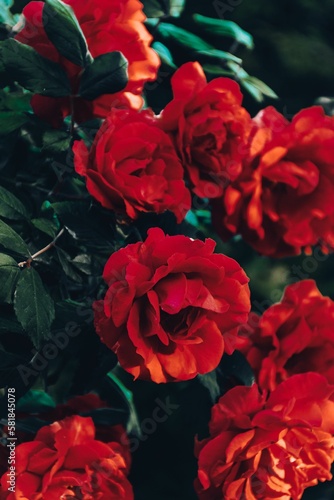 Vertical closeup shot of blooming bright red roses on a bush