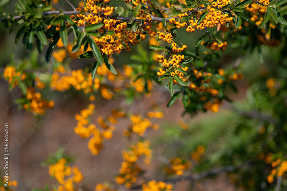 Yellow pyracantha berries with selective focus and bokeh background