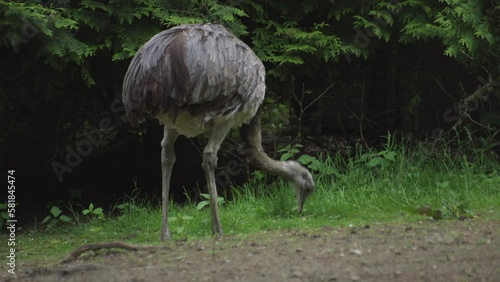 The greater rhea is a species of flightless bird native to eastern South America. Rhea americana. photo