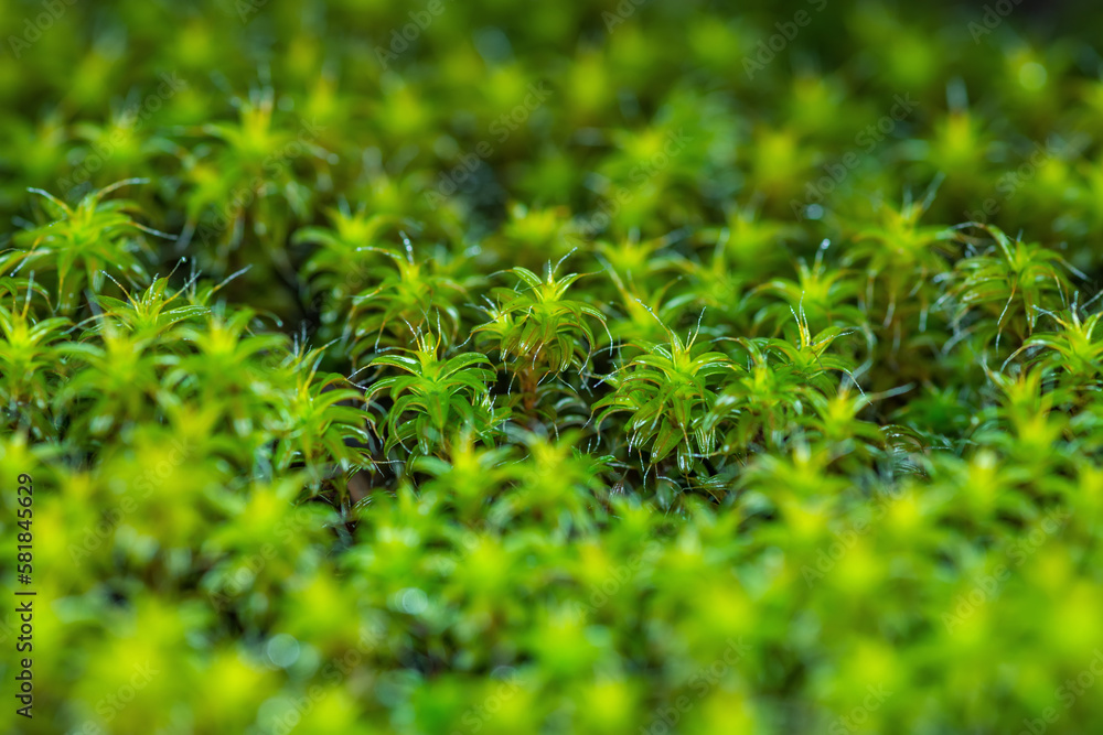 Close-up view of green rhodobryum roseum moss with selective focus Close-up view of green rhodobryum roseum moss with selective focus