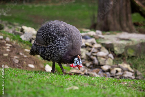 Helmeted guineafowl walks in the nature. Numida Meleagris