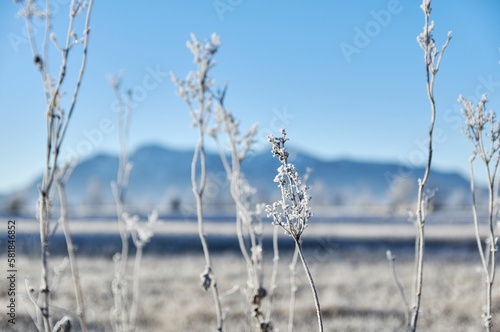 Frozen flowers in a sunny field with distant mountains in the background on a cold winter day