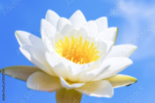 Soft blurred nature background of water lily against a blue sky