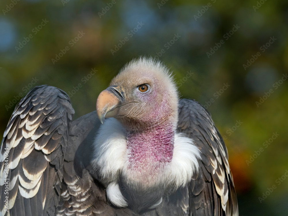 Rüppell's griffon vulture (Gyps rueppellii) portrait, captive. Rüppell's griffon vulture (Gyps rueppellii) portrait, captive.