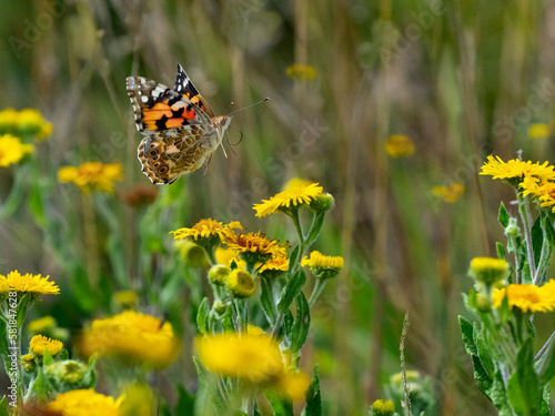 Painted lady butterfly (Cynthia cardui) feeding on Fleabane 