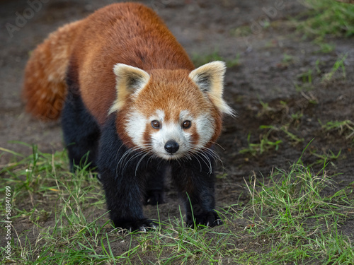 Red panda (Ailurus fulgens) portrait, captive. 