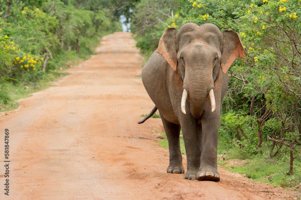 An elephant marching towards a safari jeep