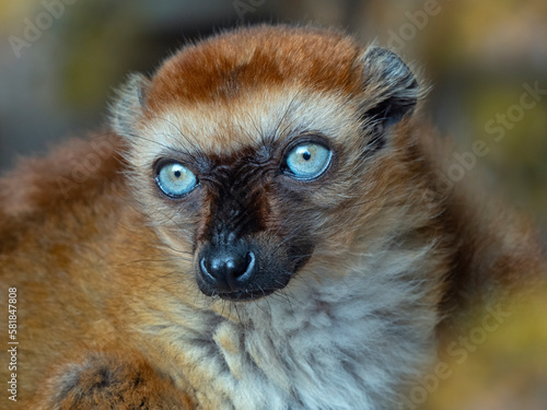 Blue-eyed black lemur (Eulemur flavifrons) female, portrait. Captive.  photo