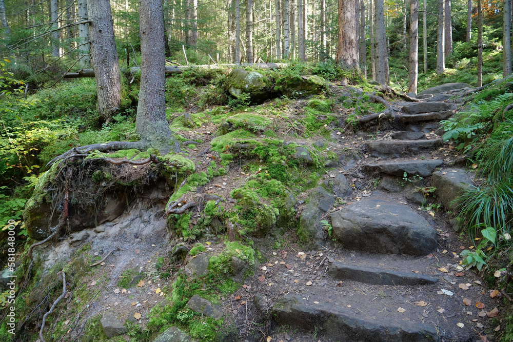 Beautiful wildlife, forest, green moss and stone steps leading up mountain Beautiful wildlife, forest, green moss and stone steps leading up mountain