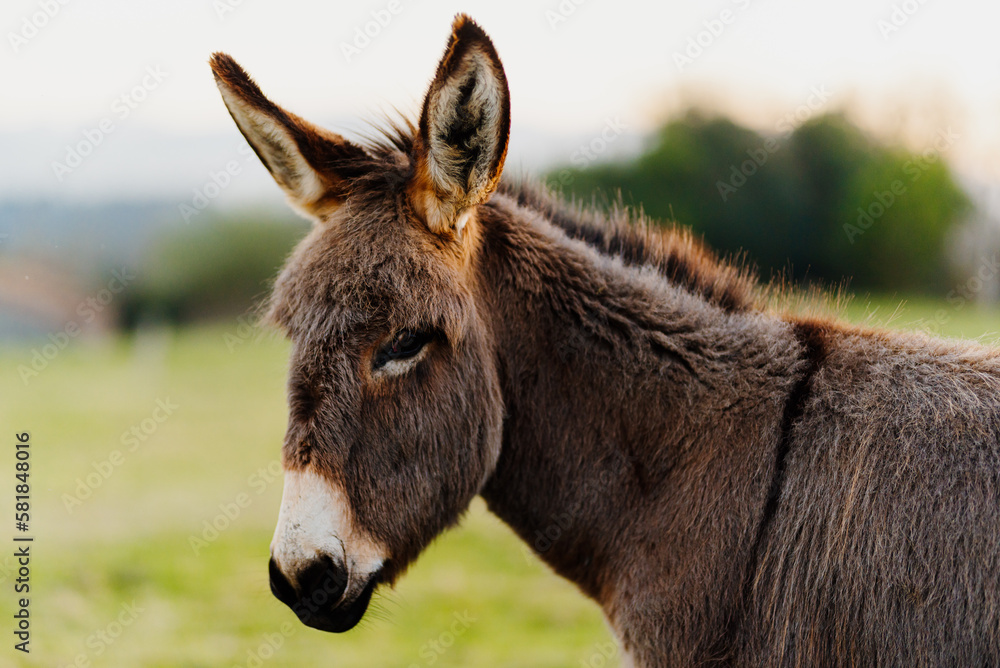 portrait of young donkey, gray and brown, in the field. farm animals. portrait of young donkey, gray and brown, in the field. farm animals.