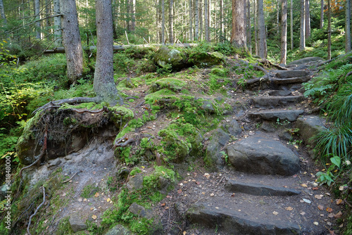 Beautiful wildlife, forest, green moss and stone steps leading up mountain