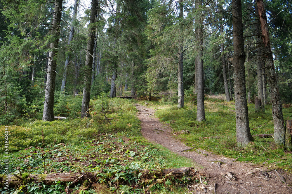 Fototapeta premium Beautiful coniferous forest in Carpathian mountains