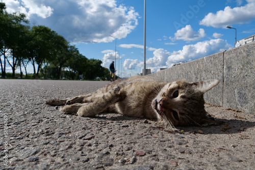 Dead cat lies on highway. Cat ran across roadway and was hit by car photo