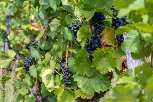 Delicious grapes in the field during the harvest