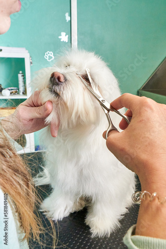 Grooming a white maltese dog in a pet salon