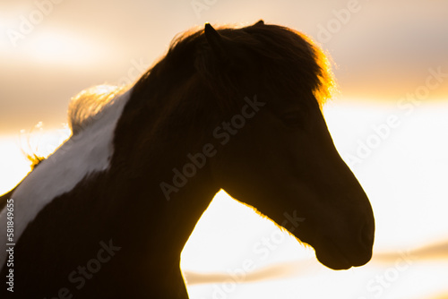 Horse during amazing sunset in Iceland with beautiful view 