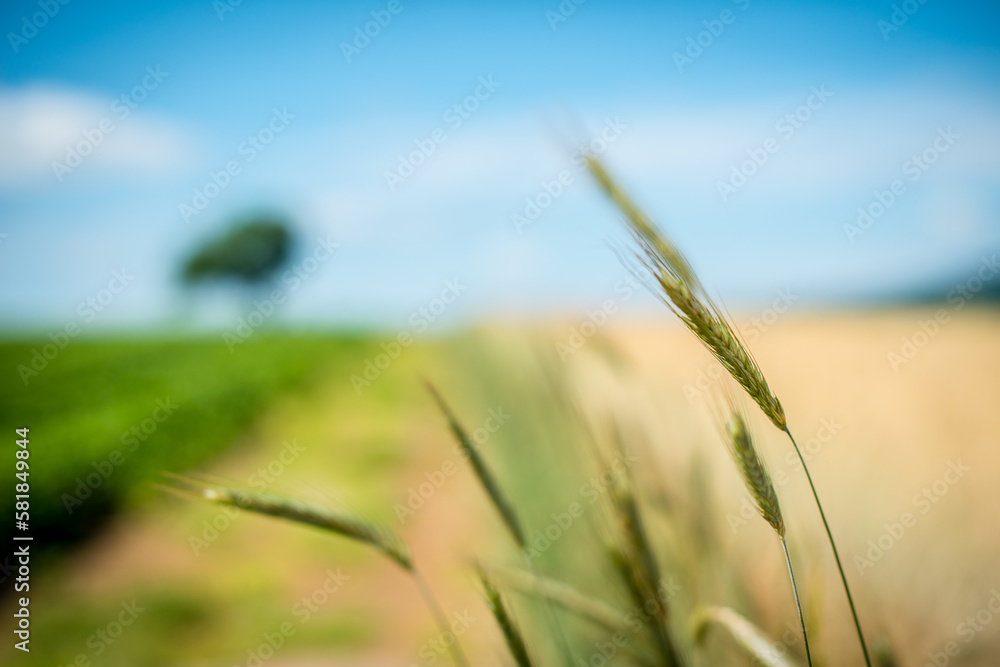 Hay field by the mountain side Hay field by the mountain side