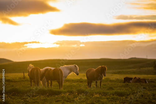 Horses during sunset in Iceland, beautiful wild horses with amazing view, summer sunset atmosphere, travel in Iceland