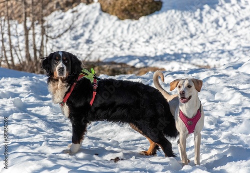 Cute and adorable black and white dogs standing in the snowy field on blurred background