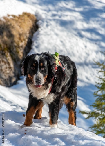 Vertical of the adorable Bernese Mountain Dog walking in the snowy on blurred background