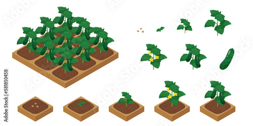 農場ゲームのイラスト_成長するきゅうり_アイソメトリック