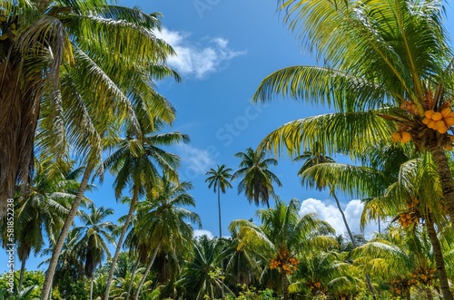 Low angle view of coconut palm trees against blue sky © Marko Klarić/Wirestock Creators