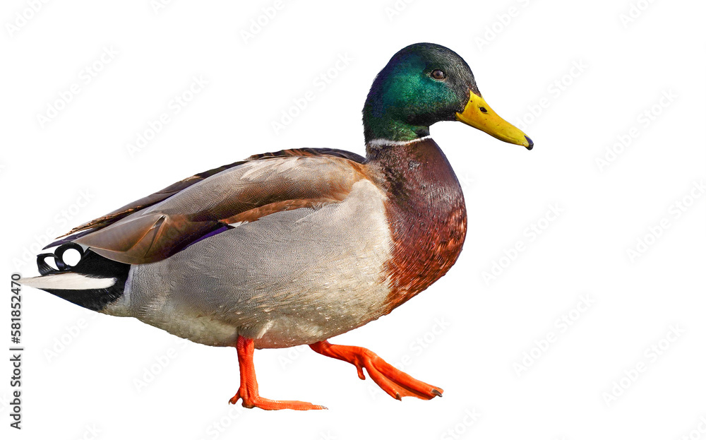 Duck male mallard duck isolated on clear background Duck male mallard duck isolated on clear background
