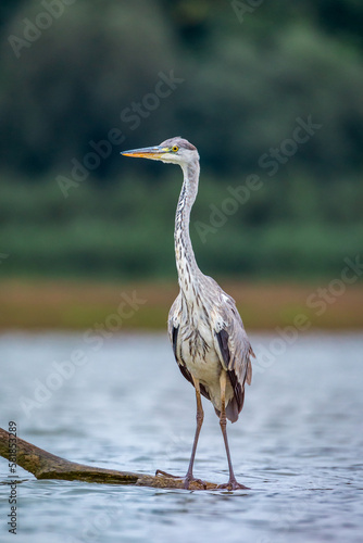 Czapla siwa Ardea cinerea