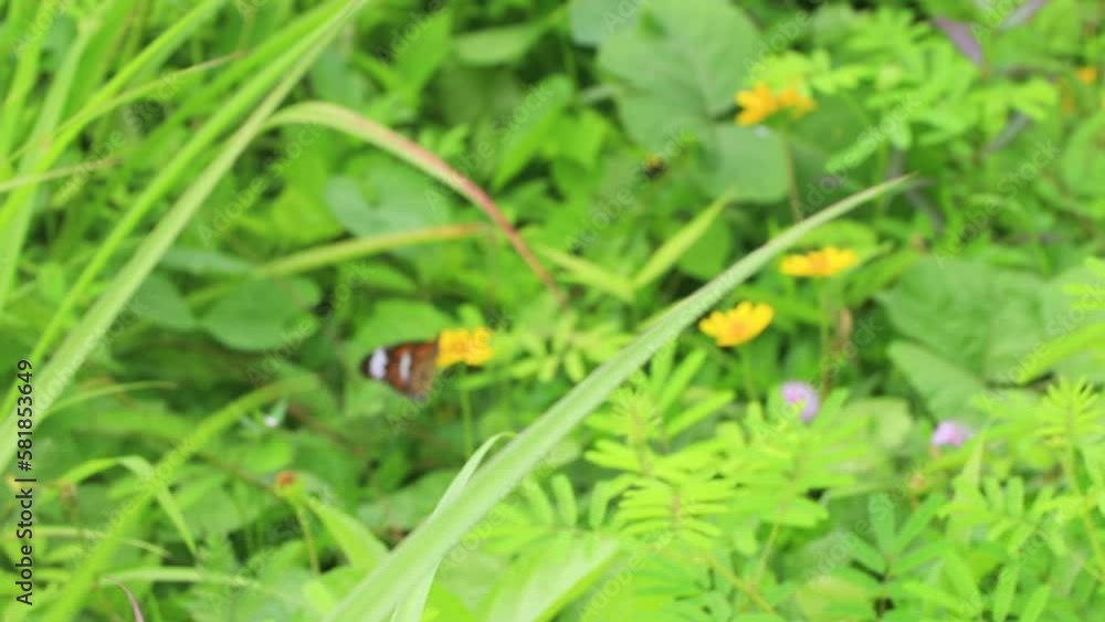 Orange black yellow butterfly butterflies insect on green plant Thailand.