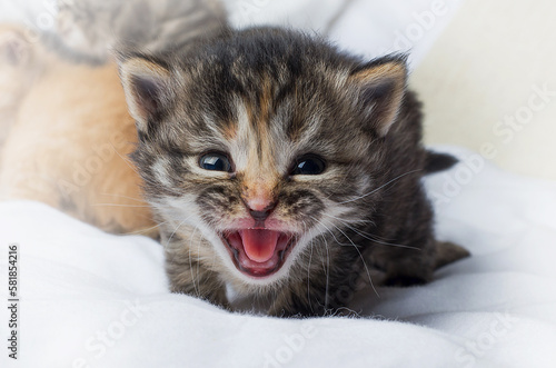 Hissing, striped cute kitten hisses and looks at the camera, beautiful kitten, concept for postcard, wallpapers, calendars