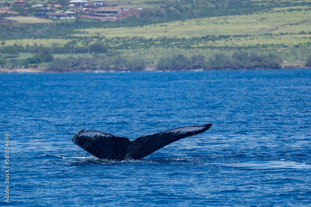 Fototapeta premium Whale Watching in Maui