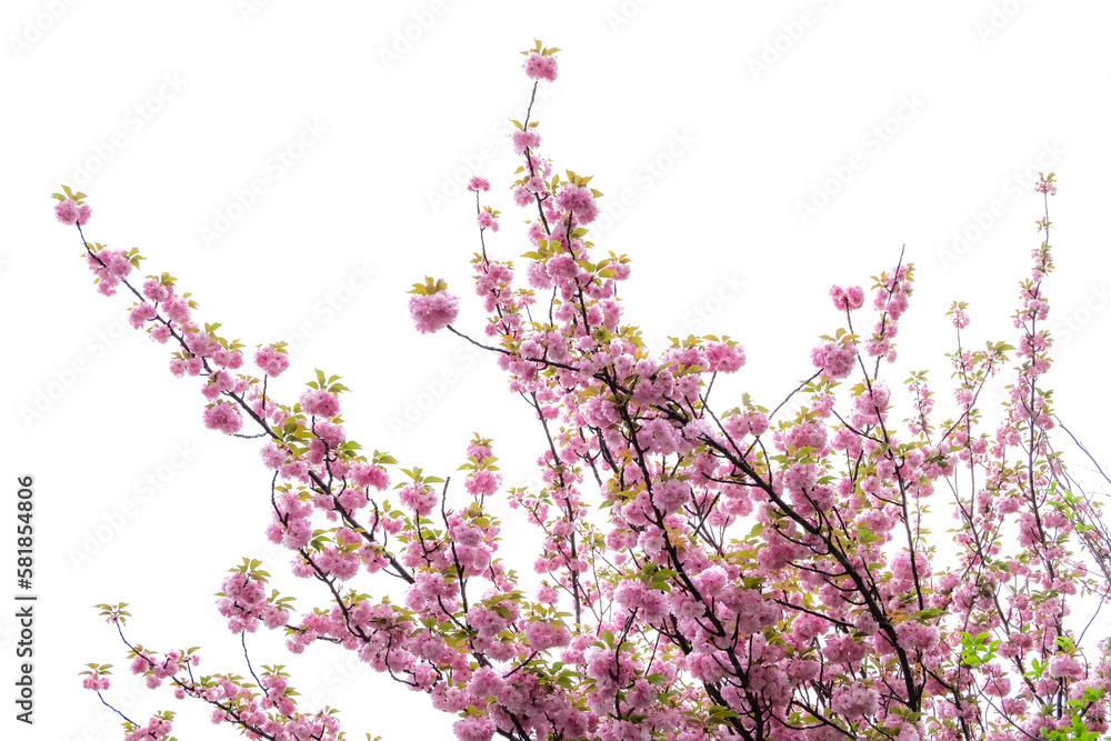 Pink blossom flower tree branch isolated on transparent background Pink blossom flower tree branch isolated on transparent background
