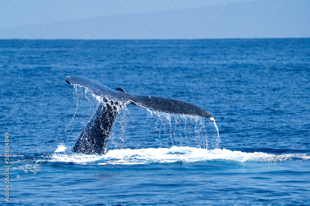 Fototapeta premium Whale Watching in Maui