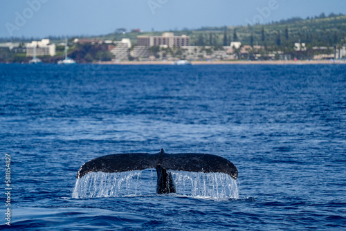 Whale Watching in Maui