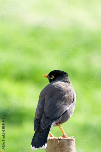 Close up sturnidae bird at park with isolated background. Selective focus.