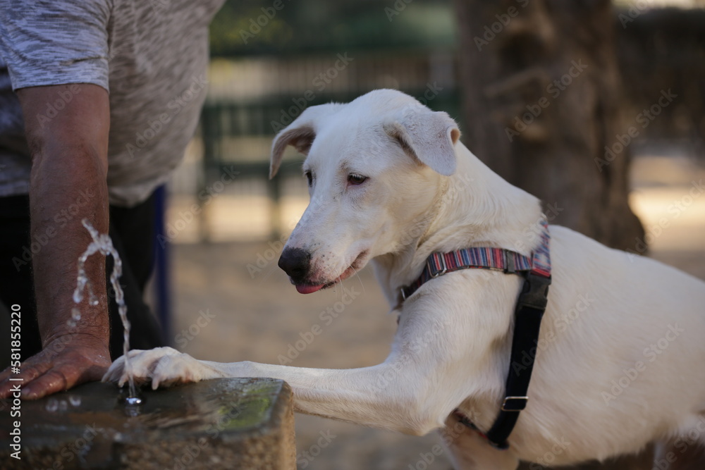 Dog drinks water from a drinking fountain in the park Dog drinks water from a drinking fountain in the park