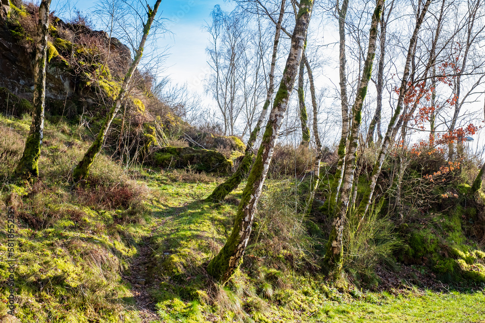 Splendide forêt de Bouleaux au milieu des collines, dans les Ardennes en France. Splendide forêt de Bouleaux au milieu des collines, dans les Ardennes en France.