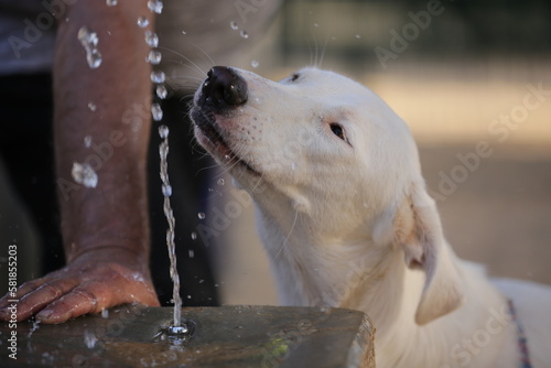Dog drinks water from a drinking fountain in the park
