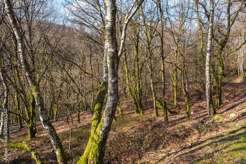 Splendide forêt de bouleaux dans les Ardennes en France