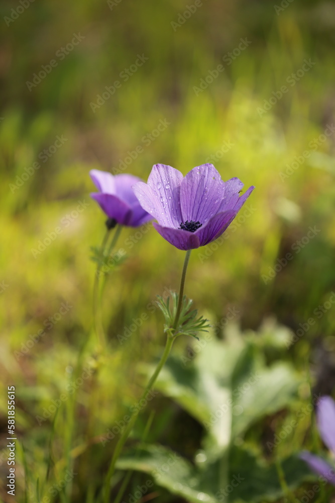Obraz premium Colorful anemones in the forest near Megido in northern Israel