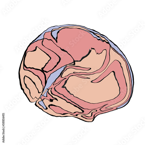 Cerveau humain abstrait ligne colorié
